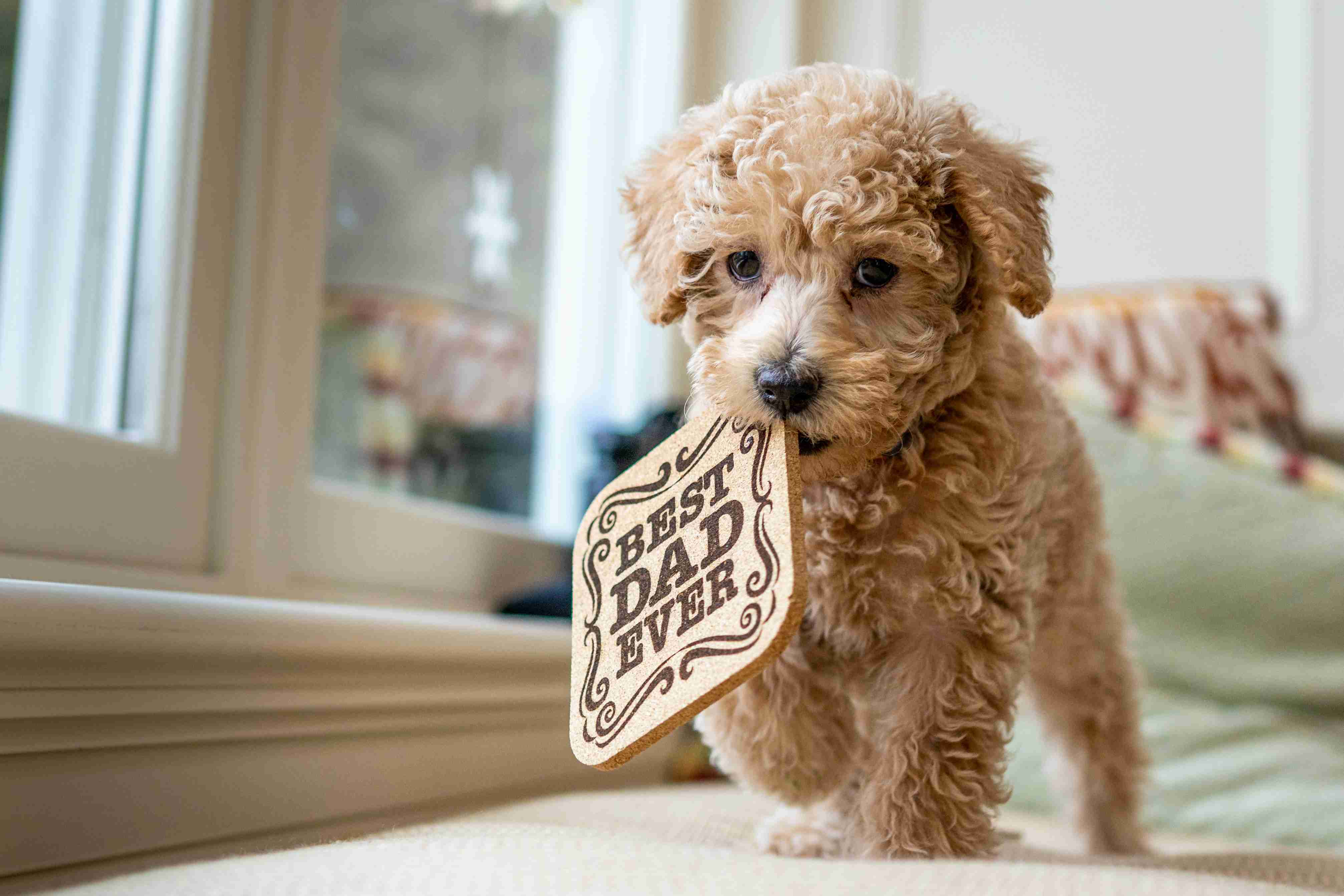 What are some important factors to consider when choosing a veterinarian for your Poodle puppy?